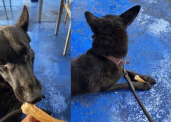 final-feliz-lobo-malaga-adopcion