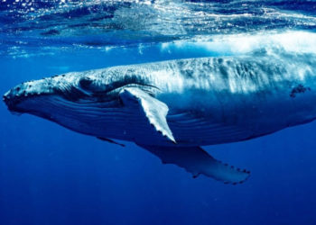 ballena-azul