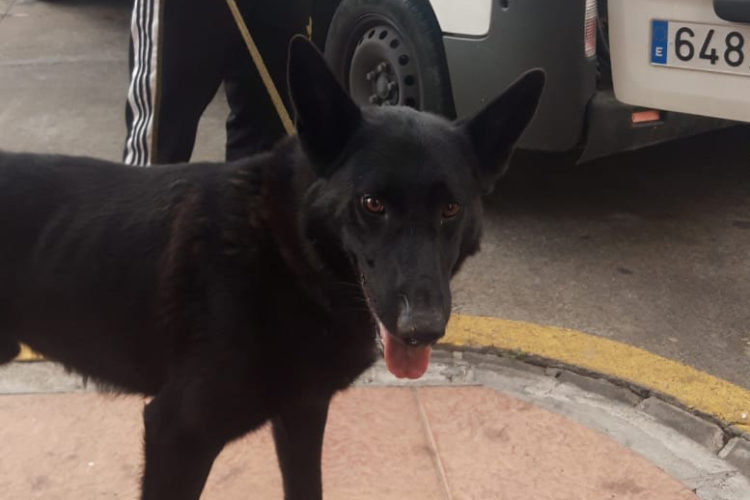 lobo-perro-recuperado