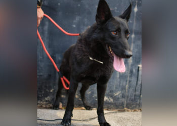 lobo-robo-protectora