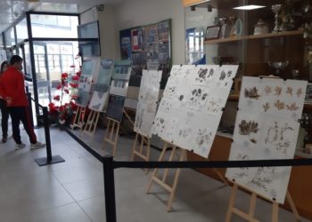 museo-mar-clara-campoamor-algas-002