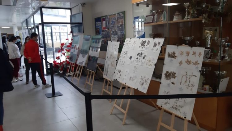 museo-mar-clara-campoamor-algas-002