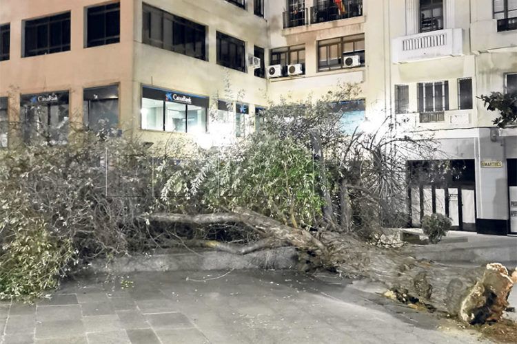 arbol-caido-gran-via