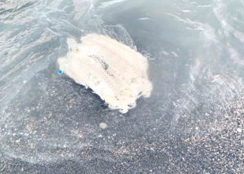 tortuga-laud-tarajal