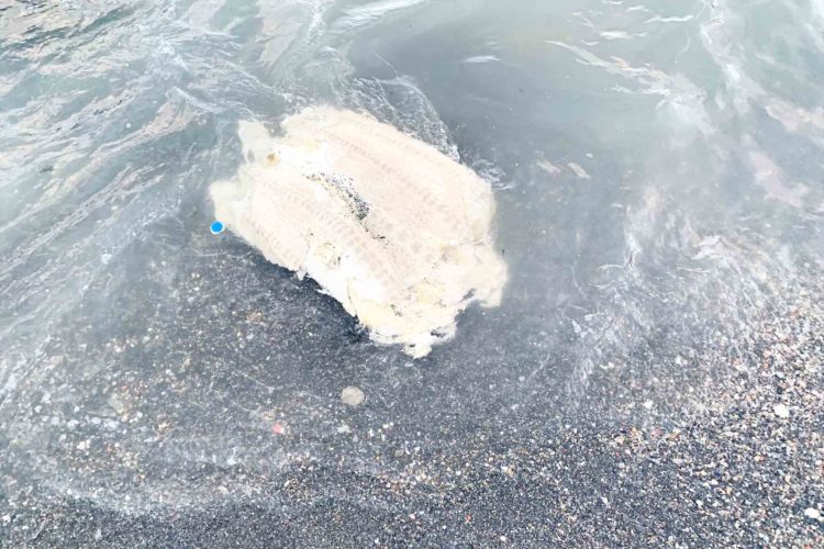 tortuga-laud-tarajal