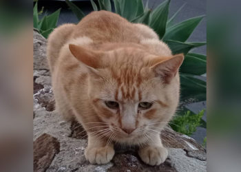 adopcion-gato-abandonado