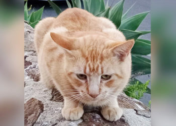 adopcion-gato-abandonado-ilias