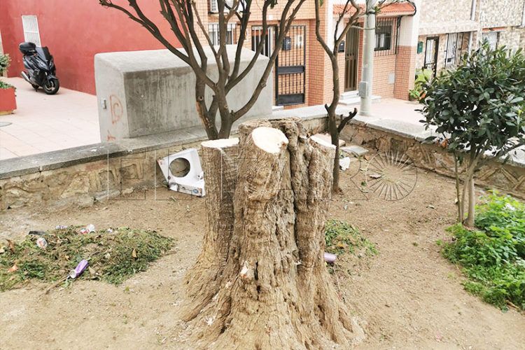 arboricidio