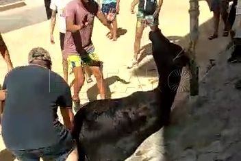 foto-matanza-vaca-calle