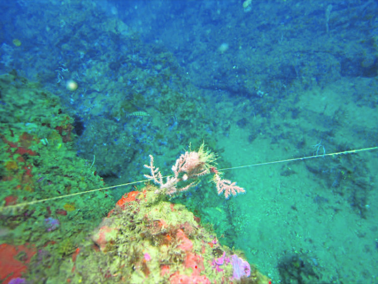 indolencia-opinion-septem-nostra-005