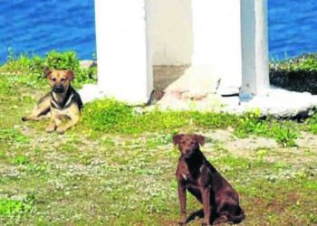 perros-monte-animalistas-ceuta