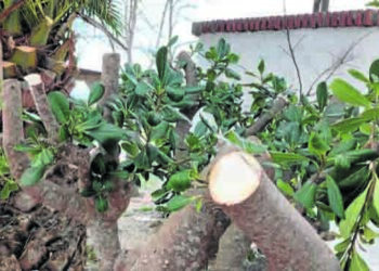 tala-arboles-ermita-san-antonio