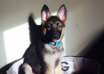 thor-cachorro