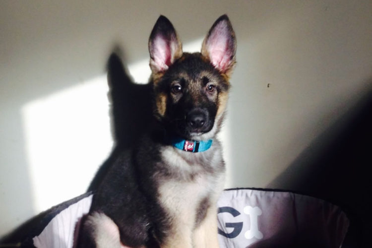 thor-cachorro
