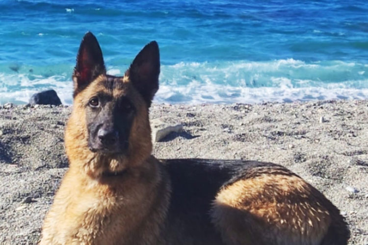 thor-perro-asesinado