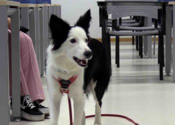 Facultad Animales 11