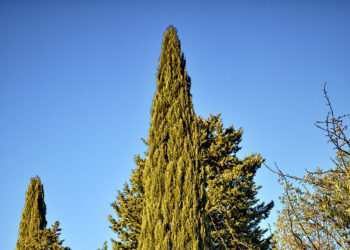 bosque-poesia-ultimo-viajero-romantico