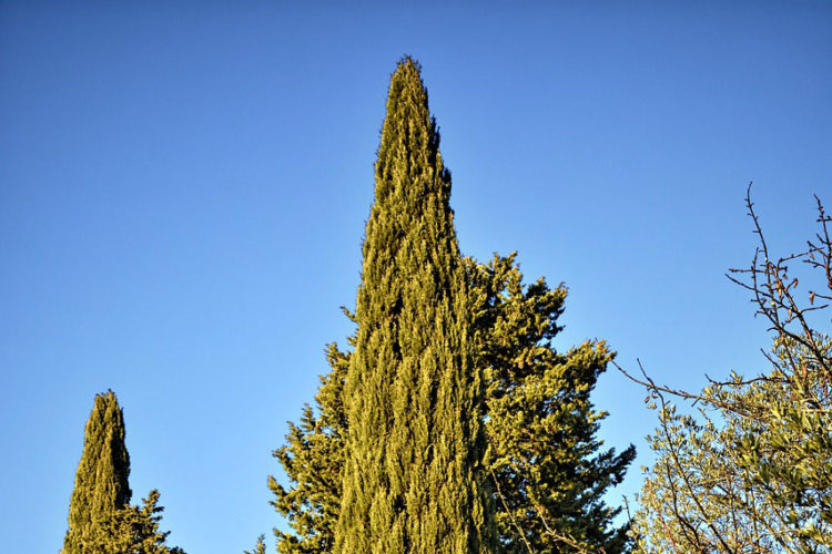 bosque-poesia-ultimo-viajero-romantico