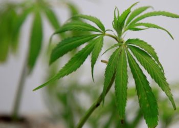 cannabis-hachis-marruecos