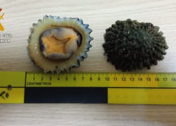 moluscos-lapas-guardia-civil-002