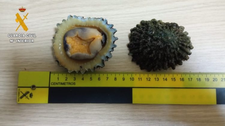 moluscos-lapas-guardia-civil-002