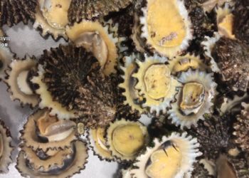 moluscos-lapas-guardia-civil-003