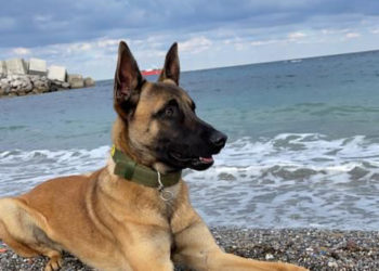 perro-perdido-tech-cortijo-moreno