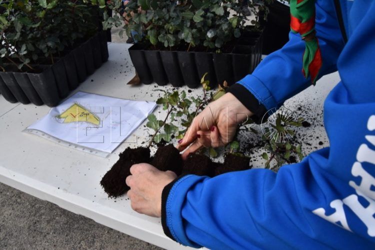 scouts-ceuta-reforestacion-calamocarro-036