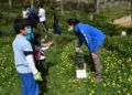 scouts-ceuta-reforestacion-calamocarro-040