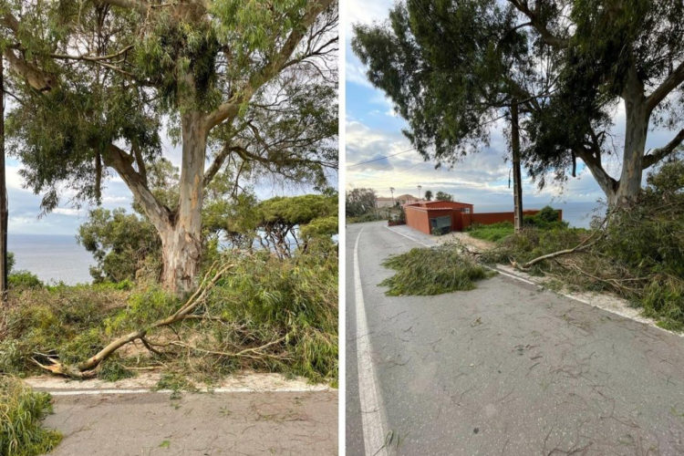 árboles caídos hacho