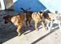 cachorros-adopcion-protectora-001