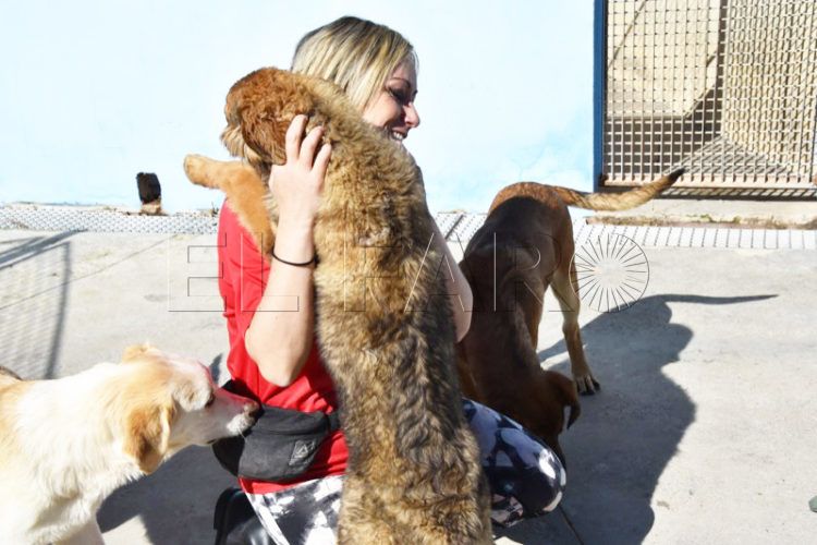 cachorros-adopcion-protectora-006