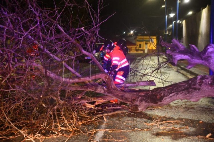 carretera-cortada-san-amaro-caida-arbol-bomberos-005