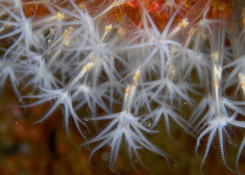 colaboracion-septem-nostra