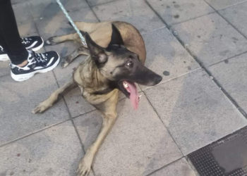 kiva-perra-abandonada-1