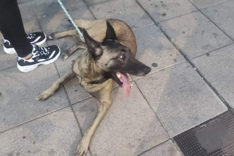 kiva-perra-abandonada-1