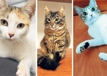 labor-animalista-voluntarios-donacat