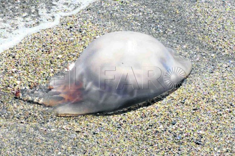 medusa-gigante-playa-ribera