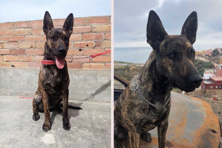 montaje-daison-perro-perdido