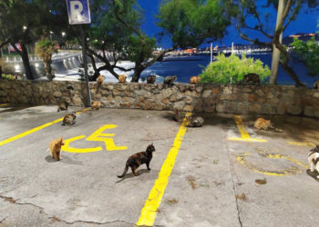 robo-gatos-chorrillo-001