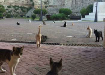 Gatos-callejeros-en-Ceuta-768x576
