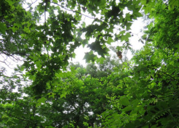 naturaleza-colaboracion-perez-rivera-001