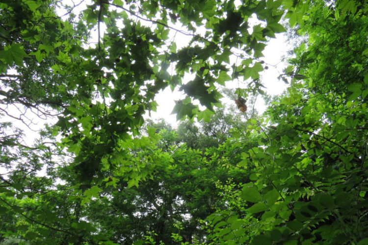 naturaleza-colaboracion-perez-rivera-001