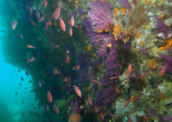 reductos-marinos-septem-nostra