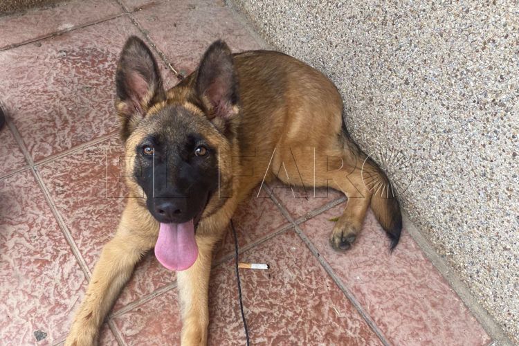 Una de las cachorras en busca de hogar