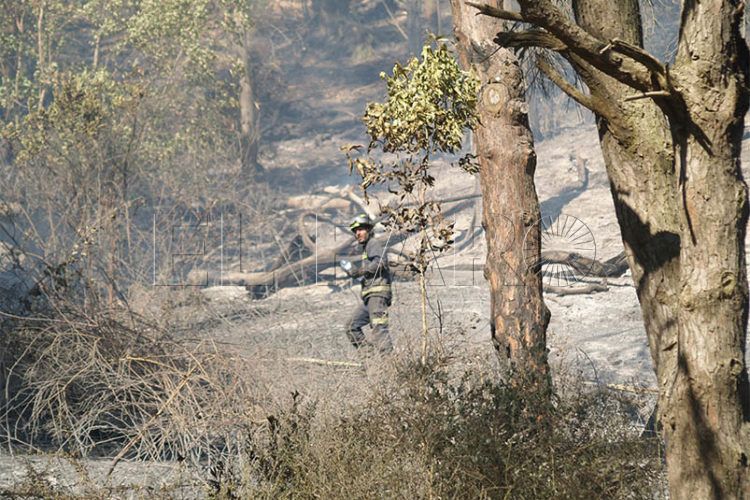 bomberos-incendio-monte