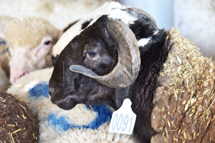 cebaderos-cordero-009