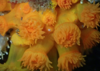 colaboracion-septem-nostra-banderas-negras-002