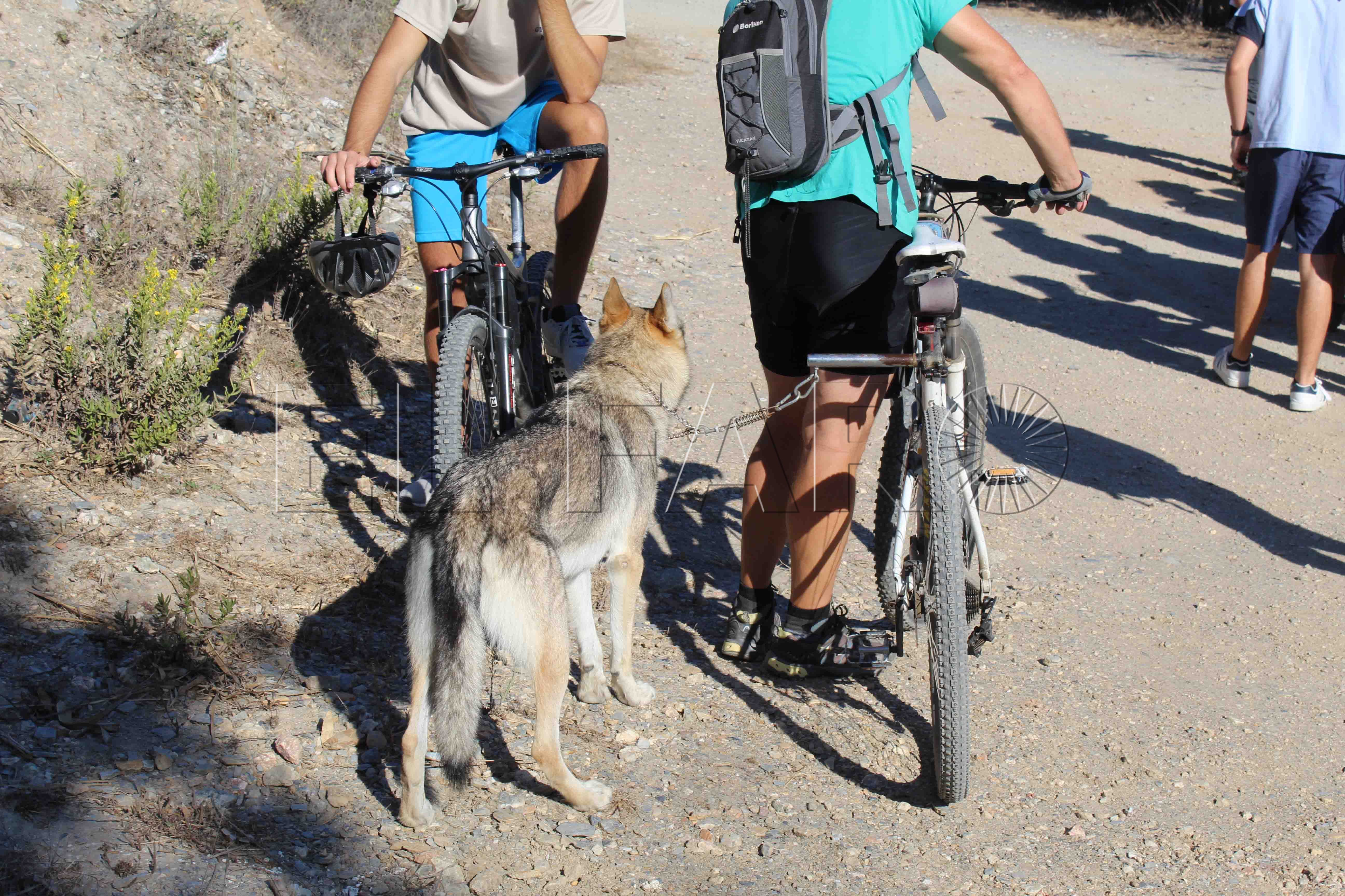 perro-2-bicicletas