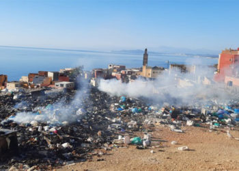 plagas-ratas-insectos-principe-basura-001